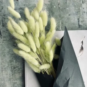 Lagurus – Lime
