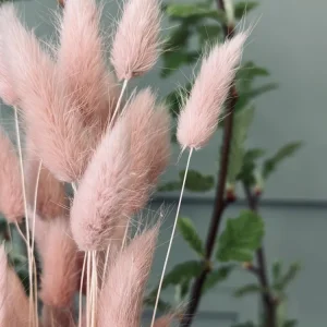 Lagurus - Rose