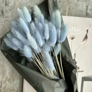 Lagurus – Skyblue