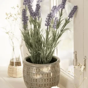 Lavendel – 40 cm