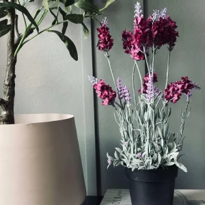 Lavendel 40cm - Hindbær