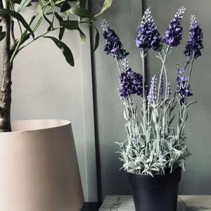 Lavendel 40 cm - Mørk lilla