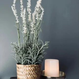 Lavendel i naturpotte - Hvit
