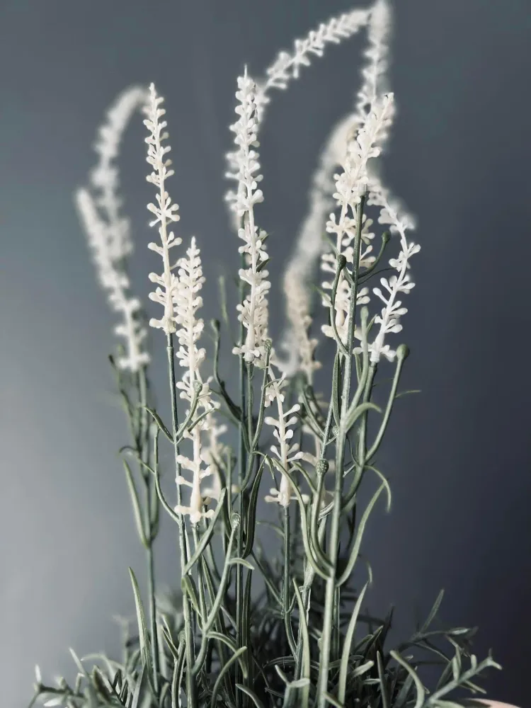 Lavendel i naturpotte - Hvit