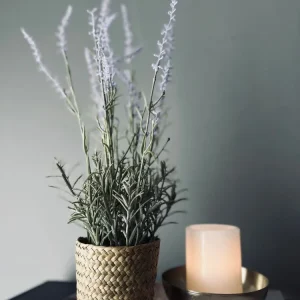 Lavendel i naturpotte - Lys lilla