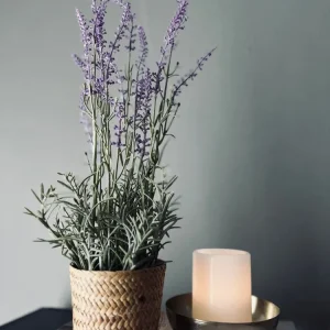 Lavendel i naturpotte - Mørk lilla
