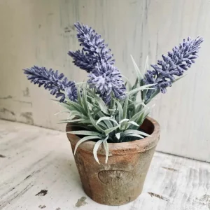 Lavendel i potte