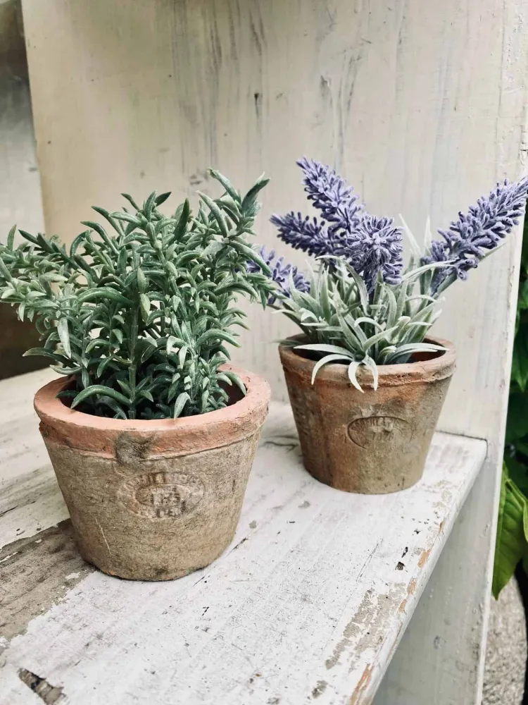 Lavendel i potte