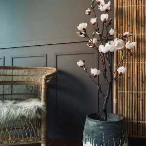 Magnoliatre i potte - 120 cm