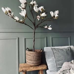Magnoliatre i potte - 120 cm Hvit