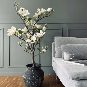 Magnoliatre i potte - 120 cm Hvit / Lime