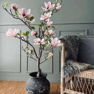 Magnoliatre i potte - 120 cm Rosa