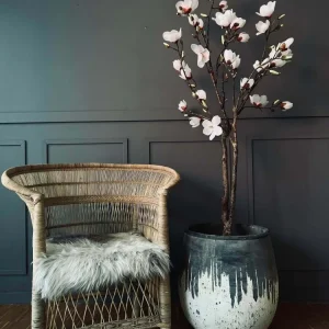 Magnoliatre i potte - 160 cm