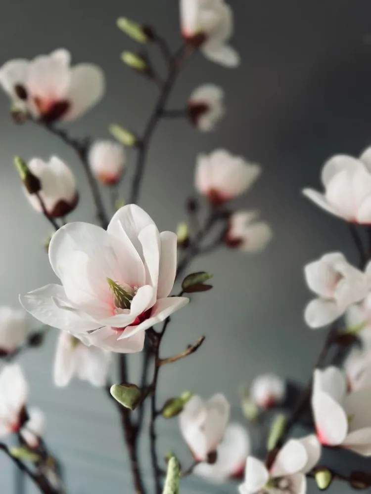 Magnoliatre i potte - 160 cm