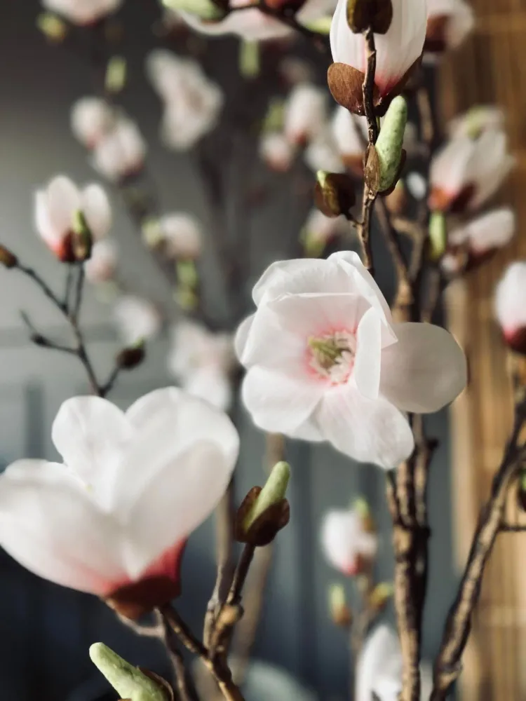 Magnoliatre i potte - 160 cm