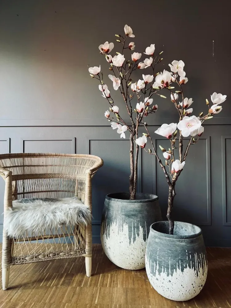 Magnoliatre i potte - 160 cm