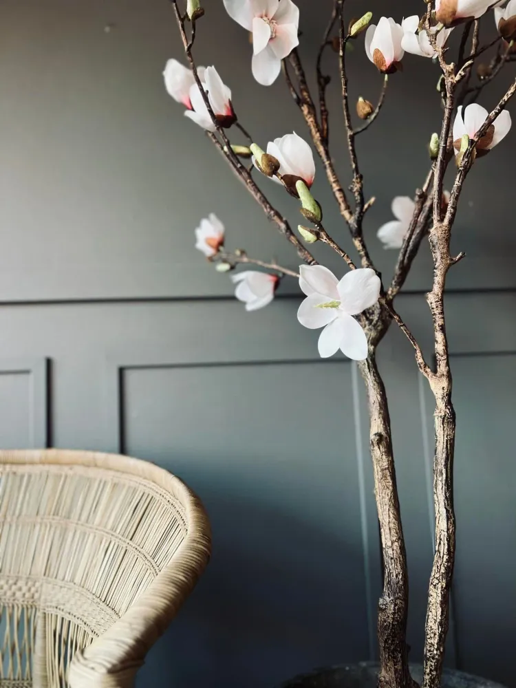 Magnoliatre i potte - 160 cm