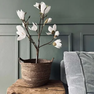 Magnoliatre i potte - 70 cm Hvit