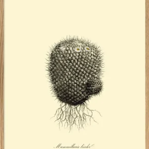 MAMMILLARIA LICOLOR 30X40