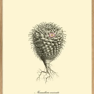 MAMMILLARIA UNCINATA 30X40