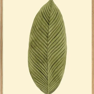 Maramta Allouya 30x40 Oak