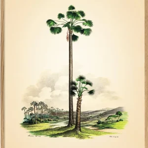 Mauritia 50x70