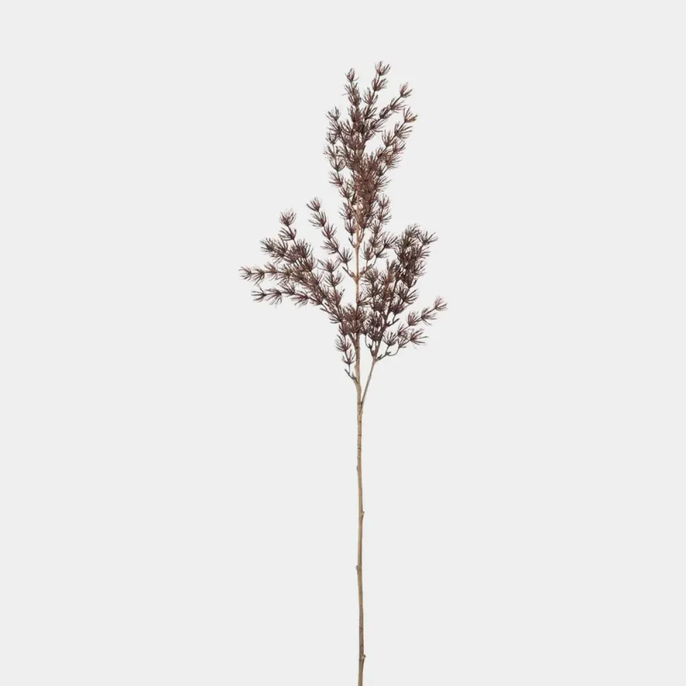 Mr.Plant Asparges 75cm