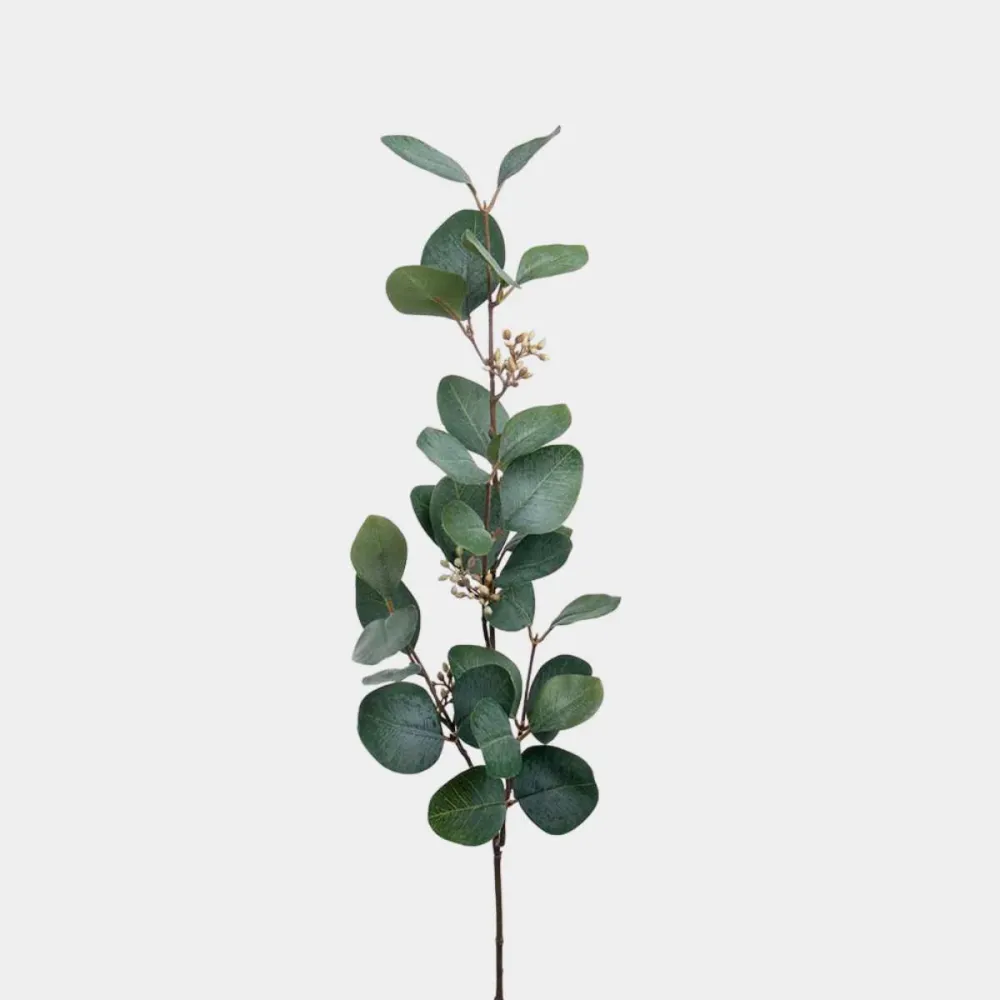 Mr.Plant Eucalyptus med bær 70cm