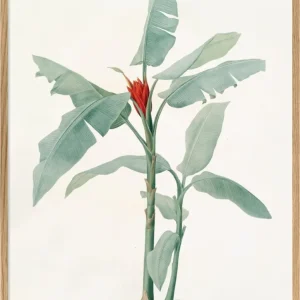 Musa Coccinea 50x70 PLAKAT