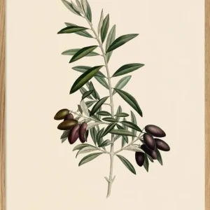 OLIVE PICHOLINE 30X40