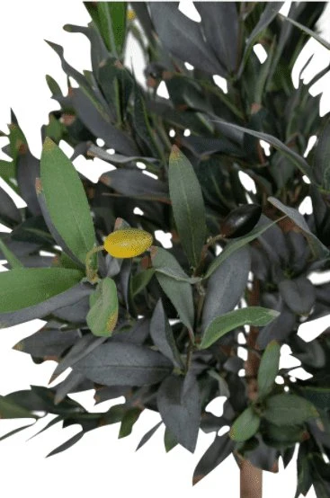 Oliventre 120cm