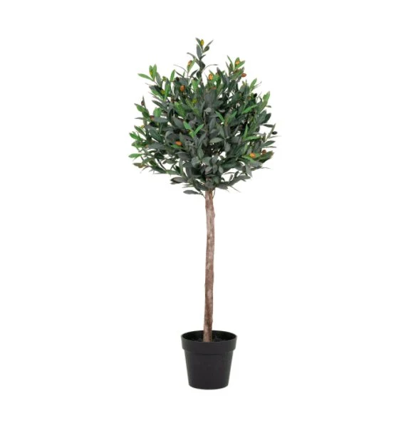 Oliventre 120cm