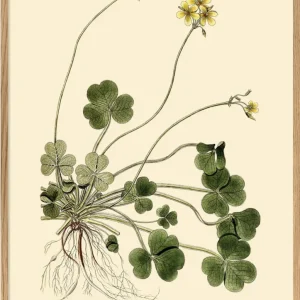 Oxalis 50x70