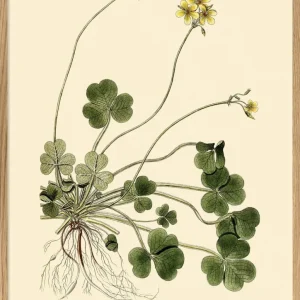 OXALIS COMPRESSA 50x70