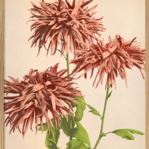 PINK CHRYSANTHEMUM 50X70