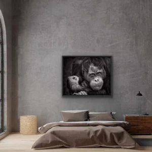 Plakat - Ape i svart/hvitt 70x100