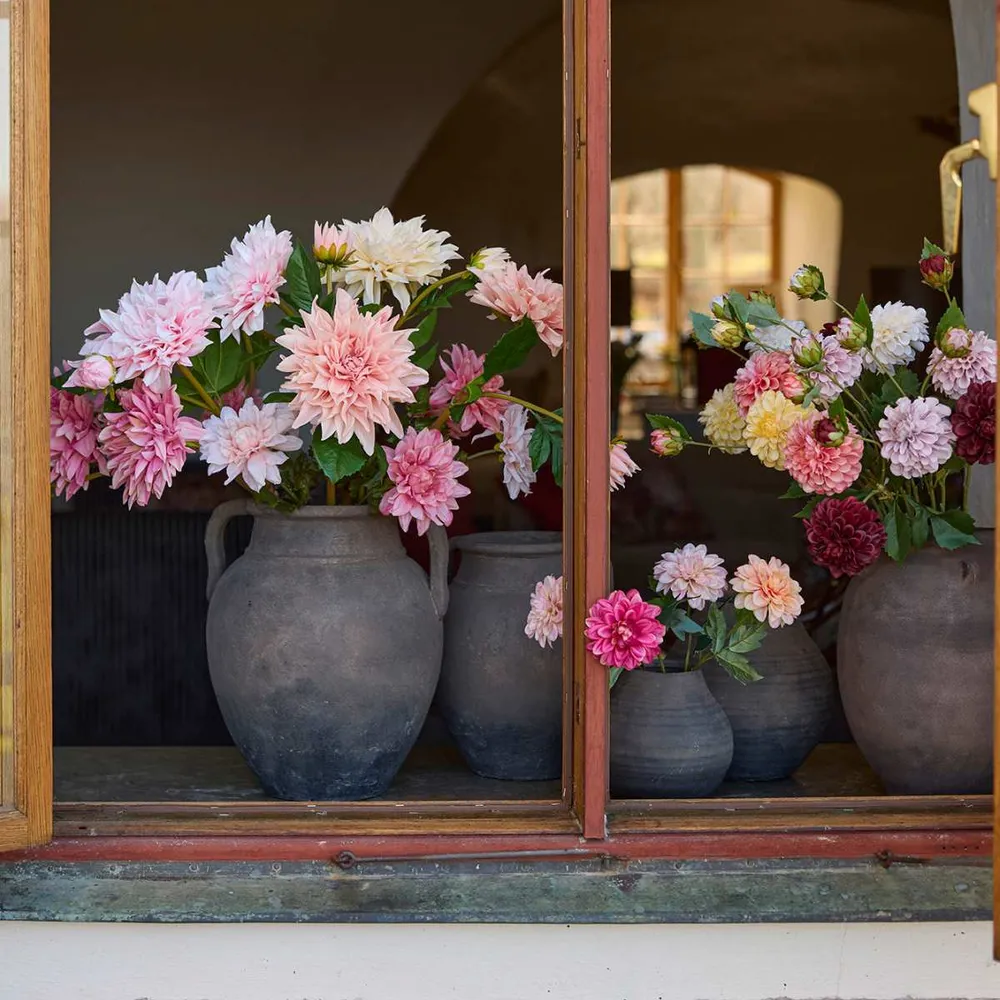 Mr. Plant Dahlia 70cm Pink