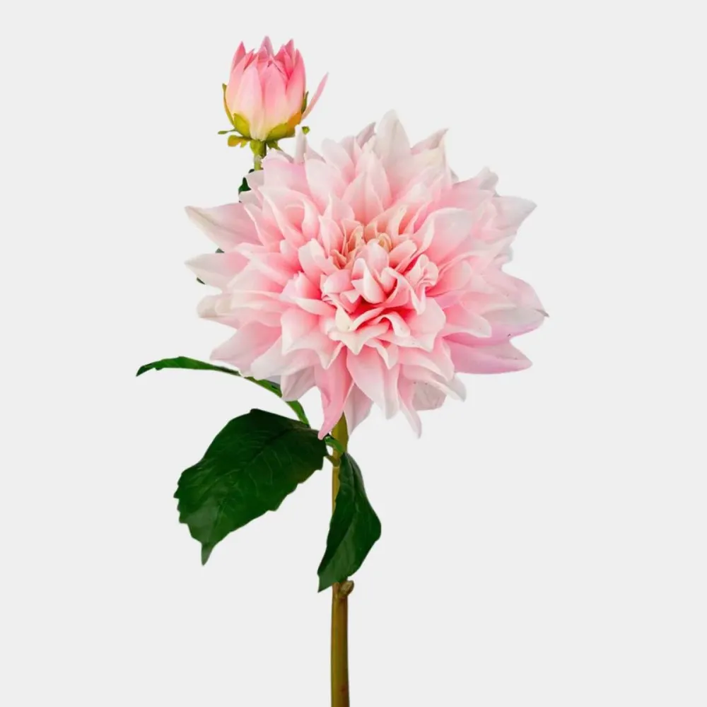 Mr. Plant Dahlia 70cm Pink