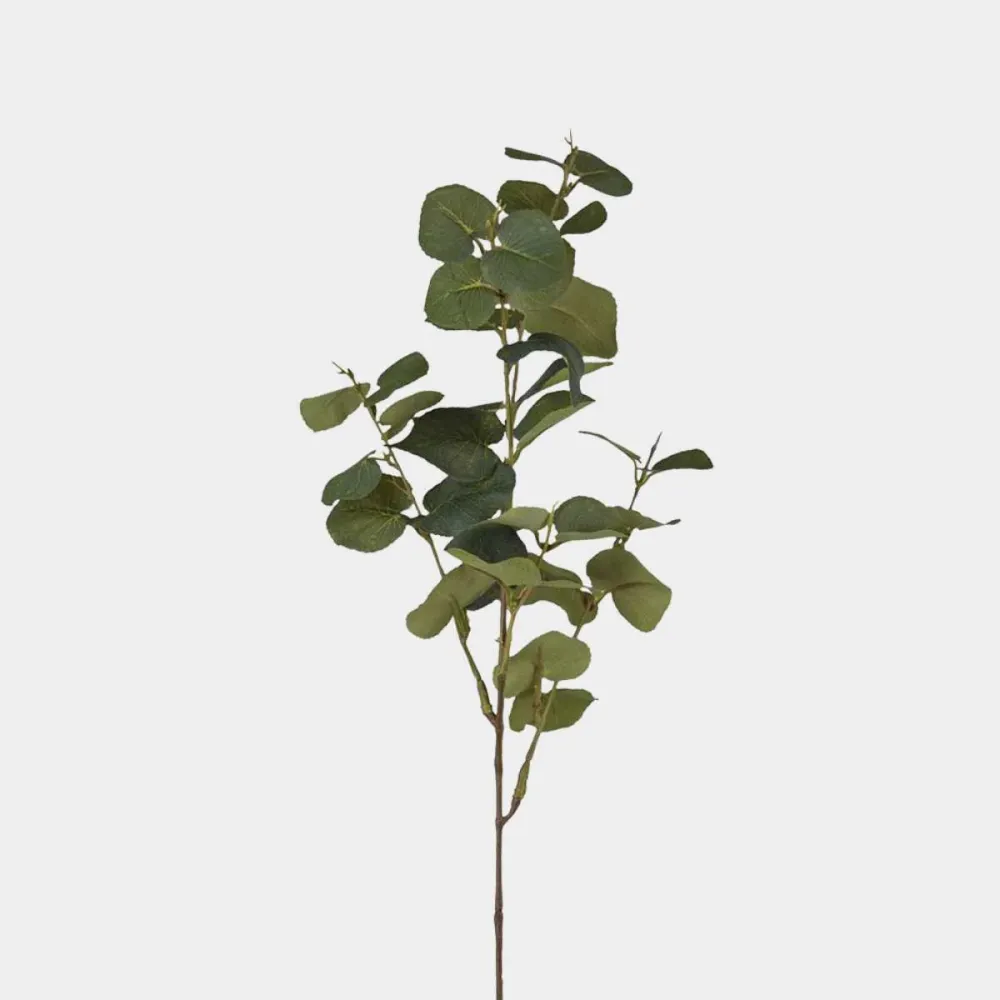 Mr. Plant Eucalyptus 70cm