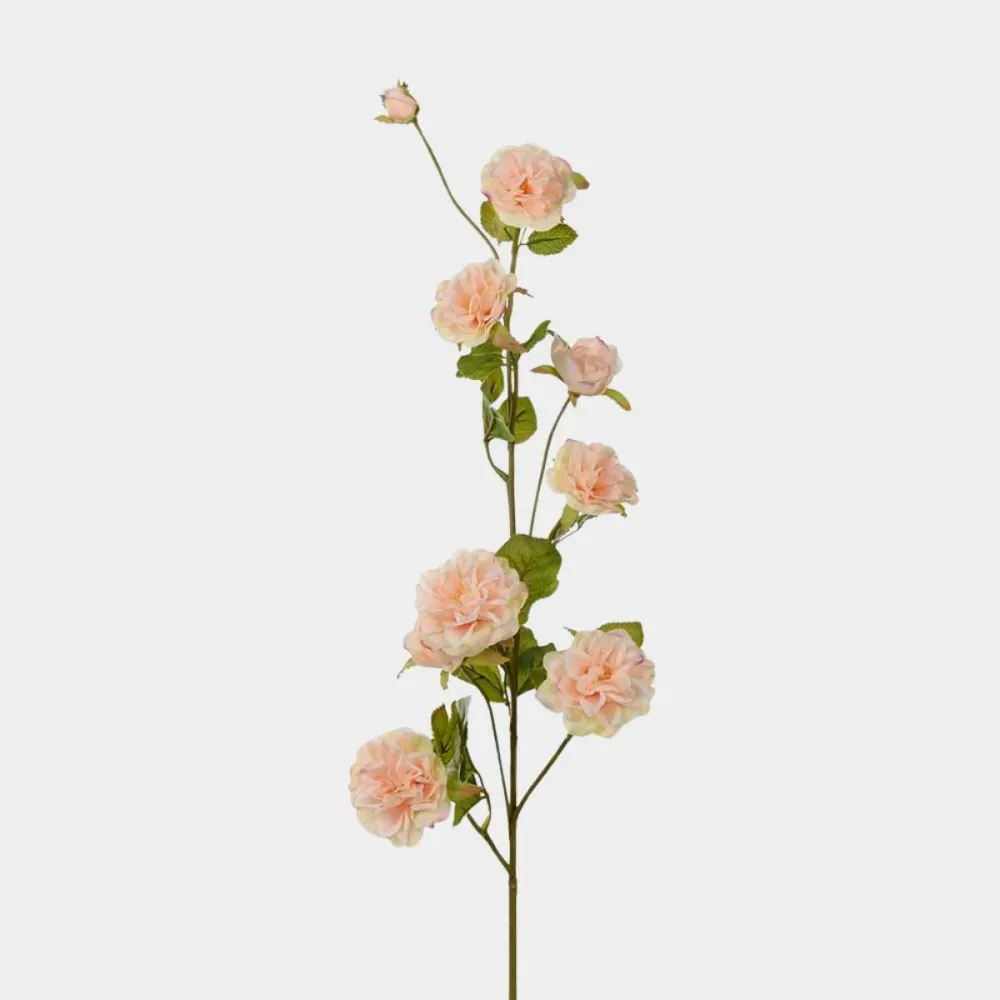 Mr. Plant Klatrerose 85cm