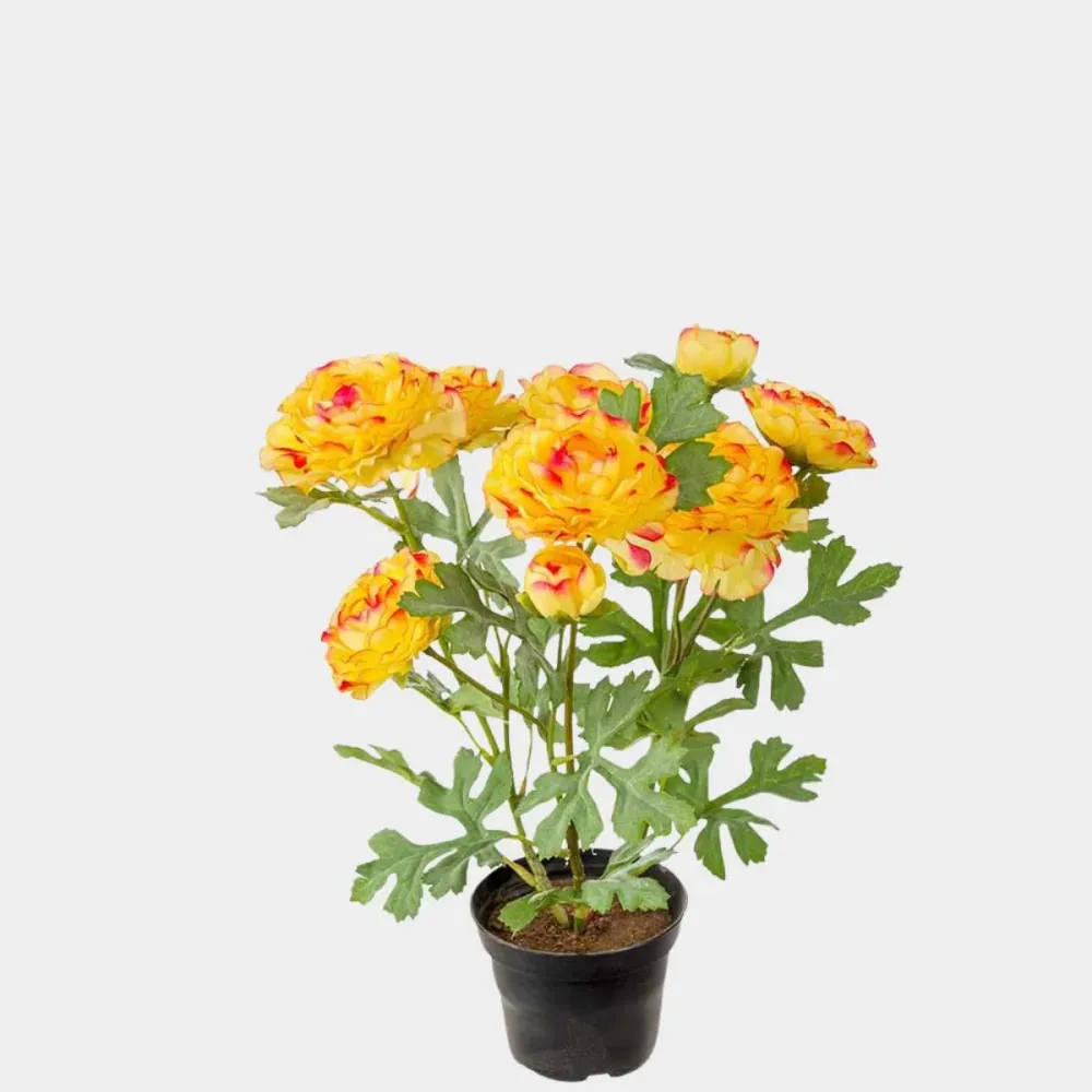 Mr. Plant Ranuncel Oransje