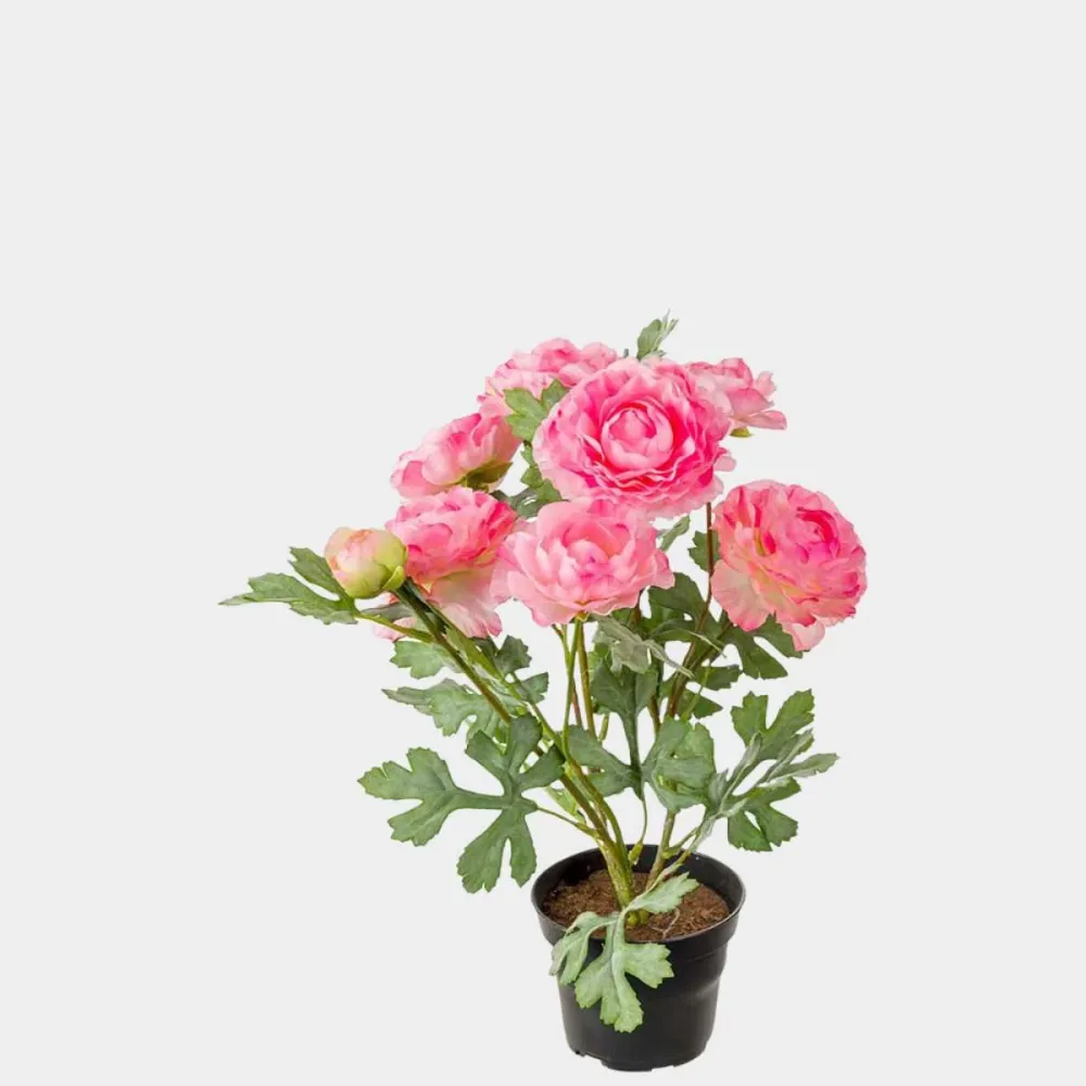 Mr. Plant Ranuncel Rosa