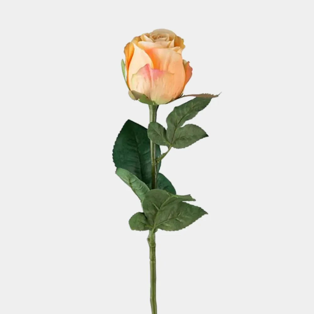 Mr. Plant Rose 50cm Oransje