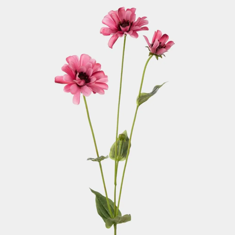 Mr. Plant Zinnia 65cm Pink