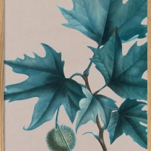 Platanus 50x70 plakat