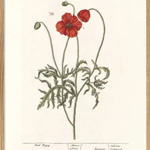 RED POPPY 50x70