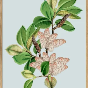 Rheum Noblie 50x70 plakat