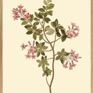 Rhododendron Hirsutum 70x100