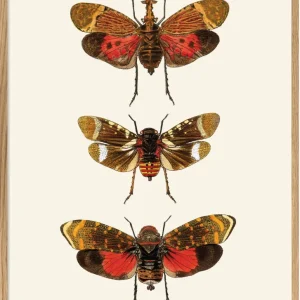 Rhynchota Homoptera Detail 30x40 Oak