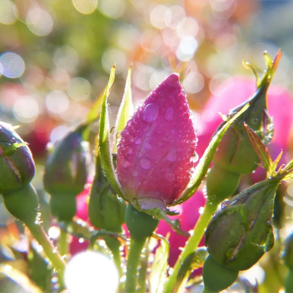 ROSA ROSEKNOPPER såpeskål – blomsterkunst av ekte tørkede roser